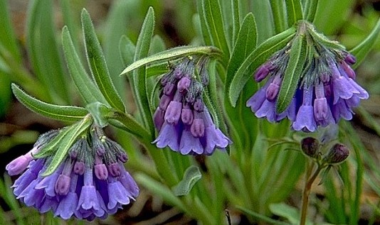 Mountain Bluebells