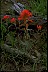 Paintbrush Two  - Book of Healthier Living Paintbrush