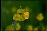  Book of Healthier Living Monkeyflower