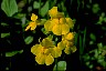  Book of Healthier Living Monkeyflower II