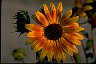 Sunflower At The Book of Healthier Living 