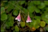  Book of Healthier Living Twinflower