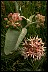  Book of Healthier Living Showy Milkweed