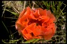 Plains Pricklypear Book of Healthier Living 
