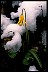 Fawnlily - Book of Healthier Living 