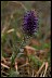  Book of Healthier Living Purple Fringe