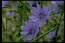 Chicory Means Book of Healthier Living Chicory