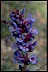  Book of Healthier Living Penstemon