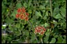 Buckwheat From Book of Healthier Living Buckwheat