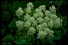  Book of Healthier Living Cow parsnip