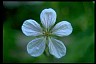 Geranium - Book of Healthier Living 