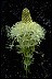 Beargrass Wildflowers - Book of Healthier Living 