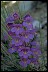  Book of Healthier Living Penstemon III